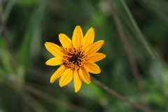 Wedelia hispida