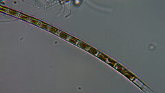 Aulacoseira