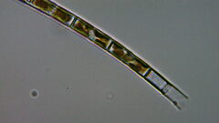 Aulacoseira