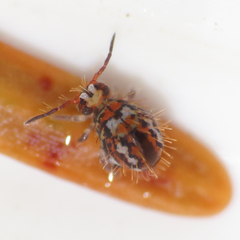 Vesicephalus occidentalis