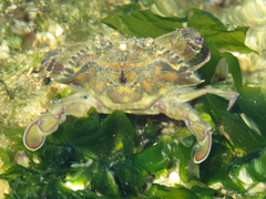 Callinectes marginatus