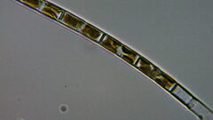 Aulacoseira