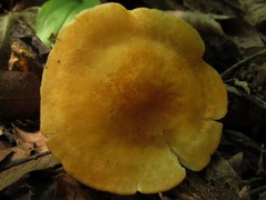 Marasmius strictipes