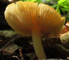 Marasmius strictipes