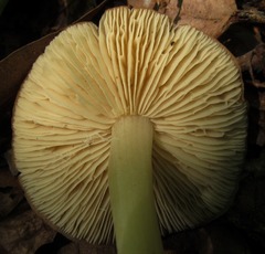 Marasmius strictipes