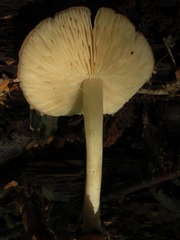 Marasmius strictipes
