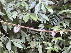 Cissus pteroclada