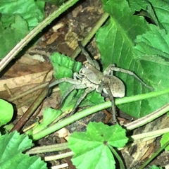 Portacosa cinerea