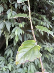Cissus pteroclada