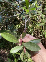Myrsine seguinii