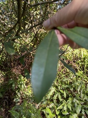 Myrsine seguinii