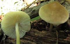 Mycena niveipes