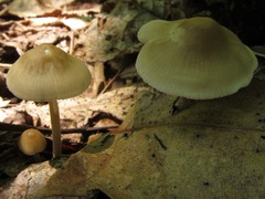 Mycena niveipes