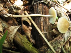 Mycena niveipes
