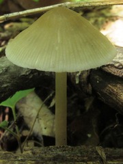 Mycena niveipes