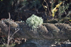 Cladonia leporina