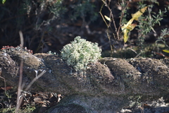 Cladonia leporina
