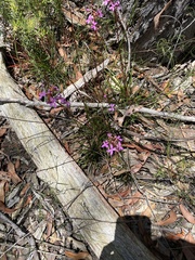 Stylidium lineare