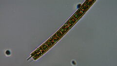 Aulacoseira
