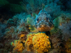 Helicolenus percoides