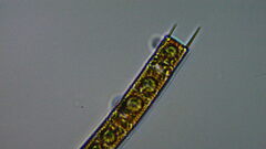 Aulacoseira