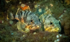 Helicolenus percoides