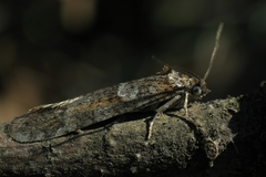 Tortricodes alternella
