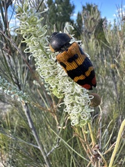 Temognatha mitchellii