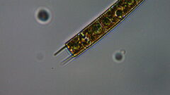 Aulacoseira