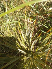 Aciphylla