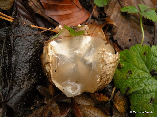 Clathrus archeri image