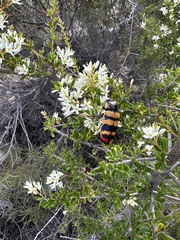 Temognatha mitchellii