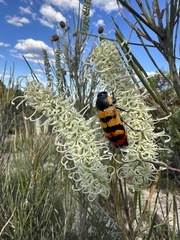 Temognatha mitchellii