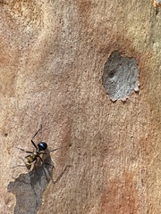 Polyrhachis semiaurata