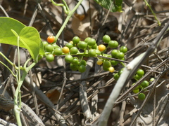 Tinospora cordifolia