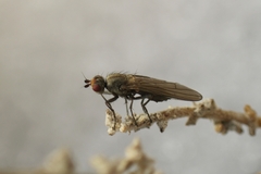 Ephydroidea