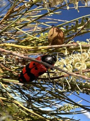 Temognatha mitchellii