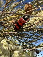 Temognatha mitchellii