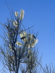 Temognatha mitchellii