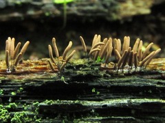 Stemonitopsis typhina