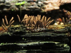 Stemonitopsis typhina