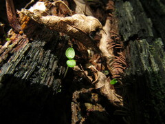 Stemonitopsis typhina