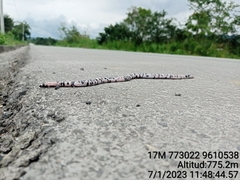 Amphisbaena fuliginosa bassleri