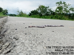 Amphisbaena fuliginosa bassleri