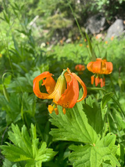 Lilium pardalinum shastense