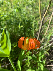 Lilium pardalinum shastense