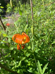 Lilium pardalinum shastense