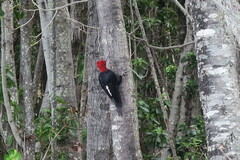 Campephilus magellanicus