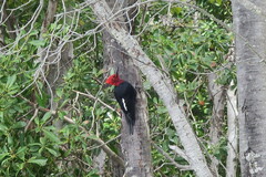 Campephilus magellanicus