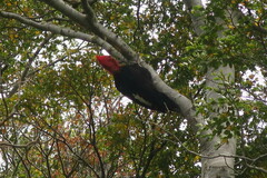 Campephilus magellanicus